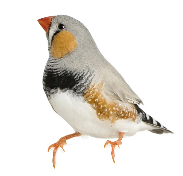 Taeniopygia 点状，雀栖息在白色背 — 图库照片