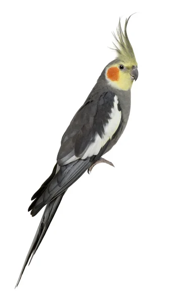 Cockatiel, Nymphicus hollandicus, perché devant le dos blanc — Photo
