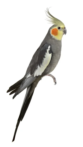 Cockatiel, Nymphicus hollandicus, perched in front of white back — Stock Photo, Image
