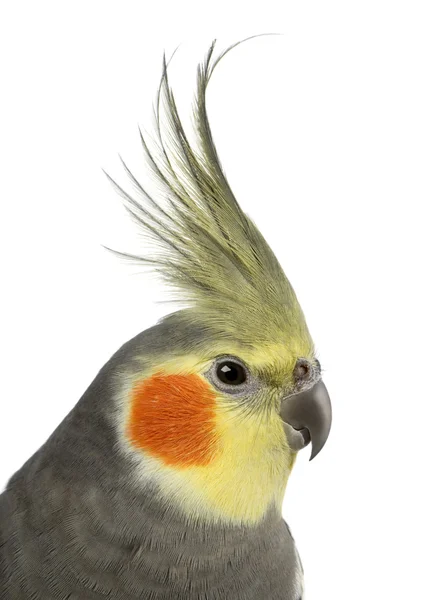 Cockatiel, Nymphicus hollandicus, in front of white background — Stock Photo, Image