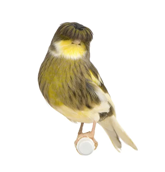 Gloster corona kanarienvogel - serinus canaria — Stockfoto
