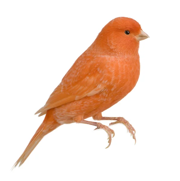 Röd kanariefågel, serinus canaria, uppflugen framför vita bak — Stockfoto
