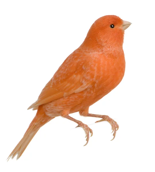Röd kanariefågel, serinus canaria, uppflugen framför vita bak — Stockfoto