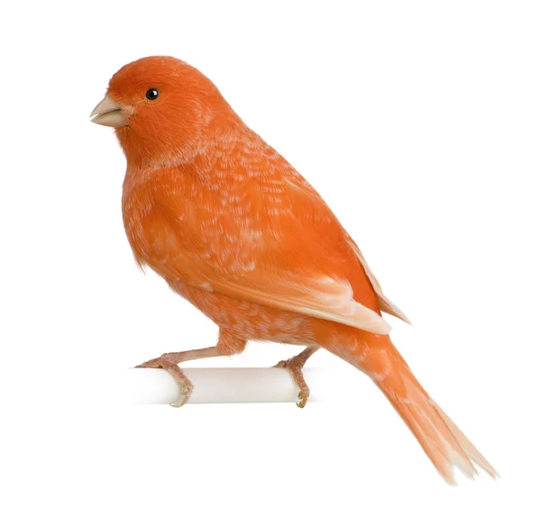 Roter Kanarienvogel, serinus canaria, vor weißem Hintergrund — Stockfoto
