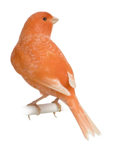 Roter Kanarienvogel, serinus canaria, vor weißem Hintergrund — Stockfoto