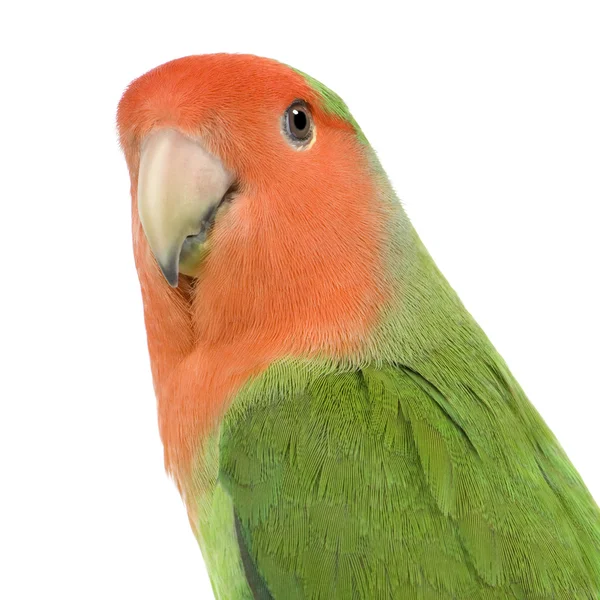 Pássaro-amor-de-cara-pêssego — Fotografia de Stock