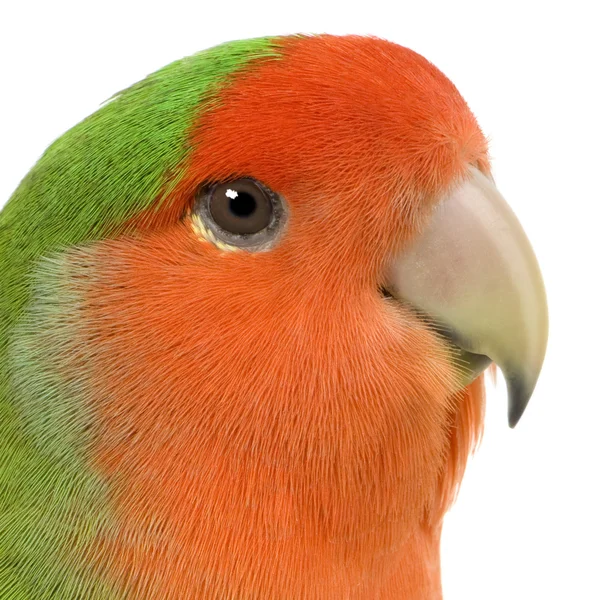 Персик стикаються невеликий папуга — стокове фото