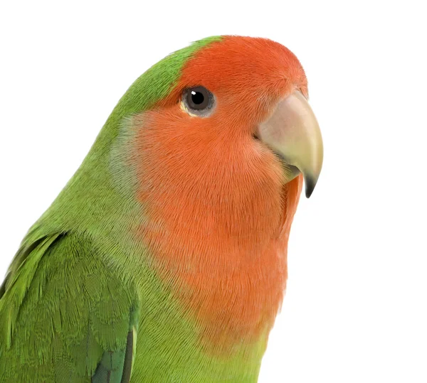 Şeftali yüzlü cennet papağanı — Stok fotoğraf