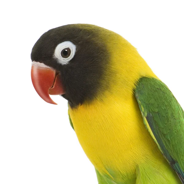 Masked Lovebird - Agapornis personata — Stock fotografie