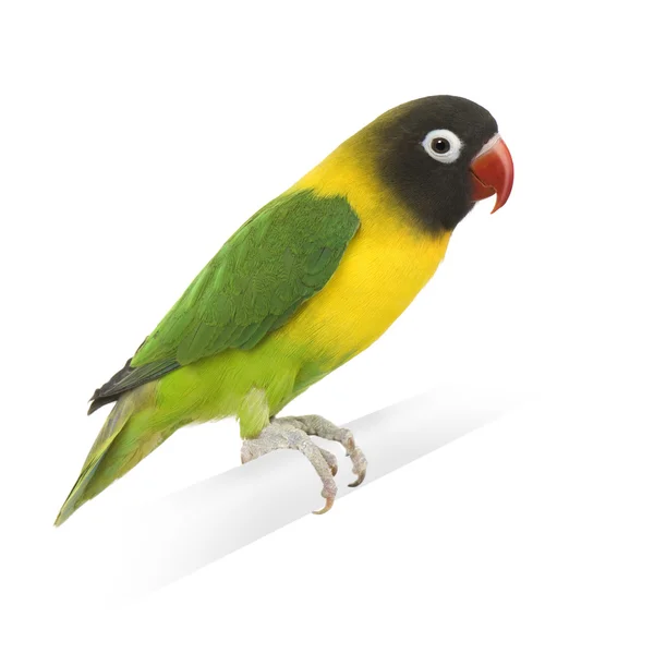 Masked Lovebird - Agapornis personata — Stockfoto