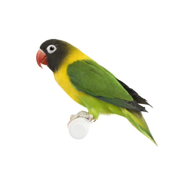 Lovebird mascarado - Agapornis personata — Fotografia de Stock