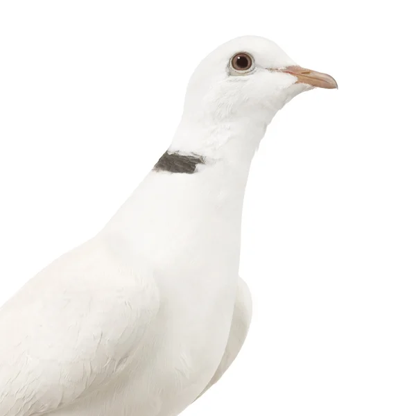 Ringneck 비둘기 — 스톡 사진