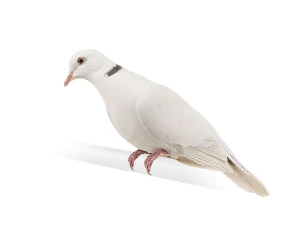 Ringneck Dove — Stock Photo, Image