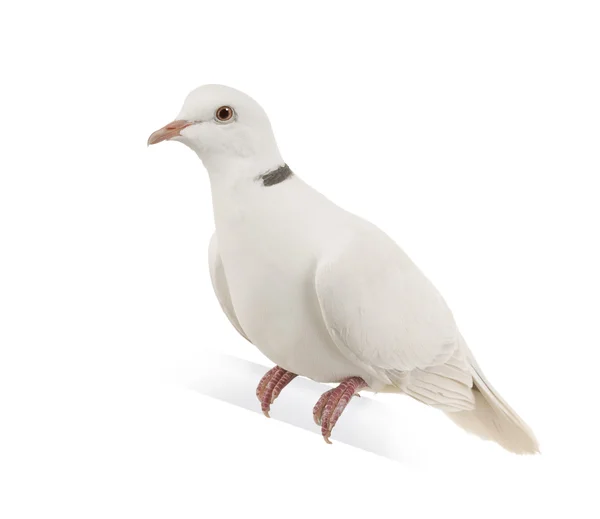 Ringneck Dove — Stock Photo, Image
