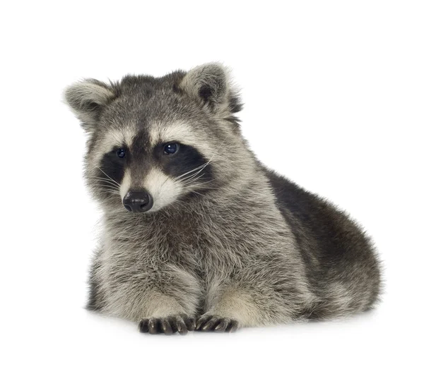 Raccoon (9 månader) - Procyon lotor — Stockfoto