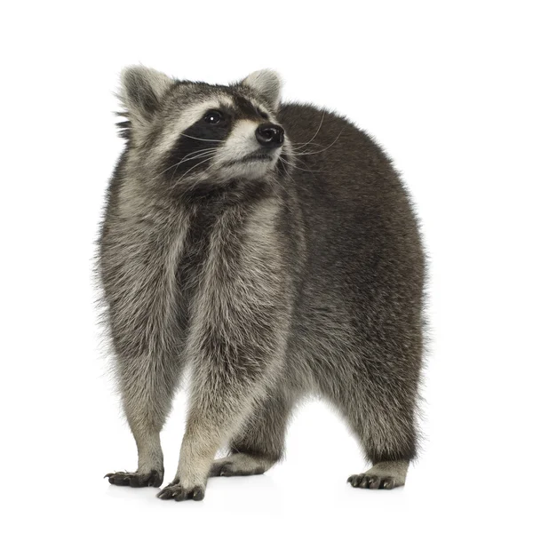 Raccoon (9 months) - Procyon lotor — Stock Photo, Image