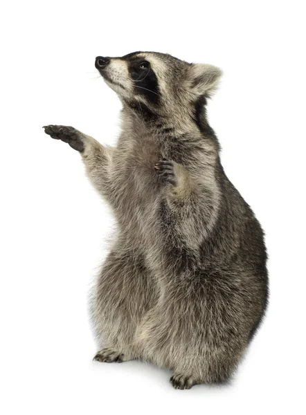 stock image Raccoon (9 months) - Procyon lotor