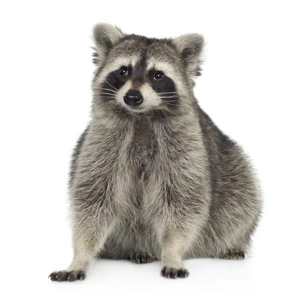 Raccoon (9 månader) - Procyon lotor — Stockfoto