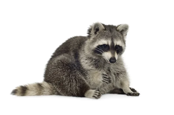 Trend Report: Raccoon Tails
