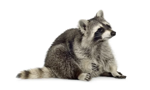 Raccoon (9 months) - Procyon lotor — Stock Photo, Image