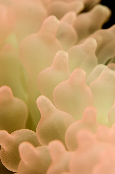 stock image Anemone - Entacmaea quadricolor