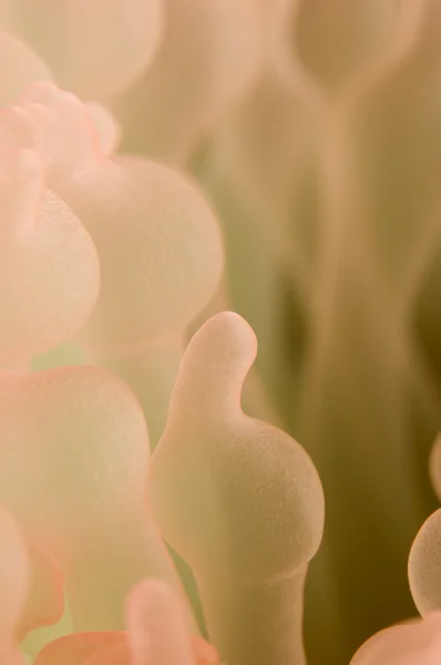 stock image Anemone - Entacmaea quadricolor