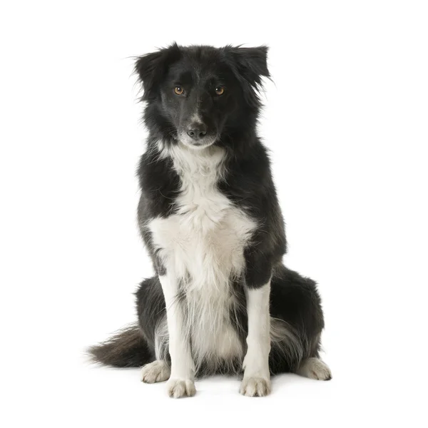 Border Collie (5 years, 6 months) — Stock Photo, Image