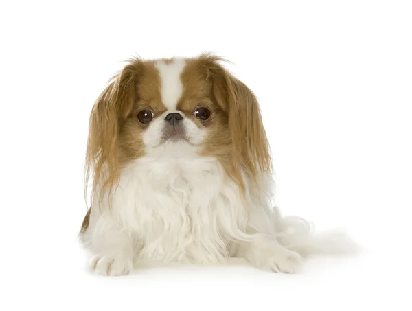Japanese Chin Dog — Stock Photo, Image