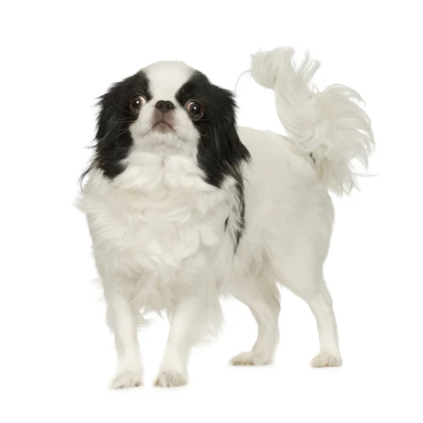 stock image Japanese Chin Dog