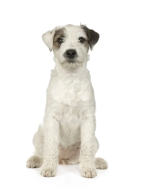 Jack russell — Stock Photo, Image