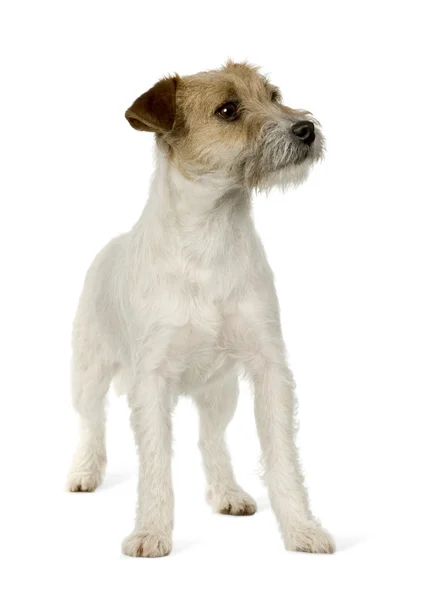 Jack Russell — Foto Stock