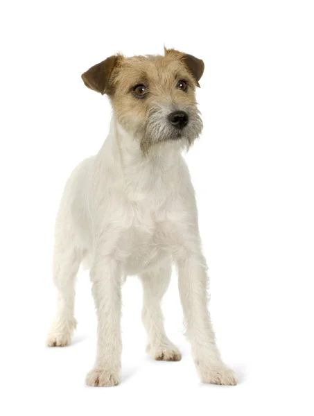 Jack Russell — Foto Stock