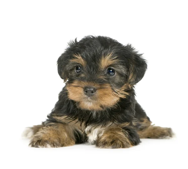 Yorkshire Terrier Puppies (1 month) — Stock Photo, Image