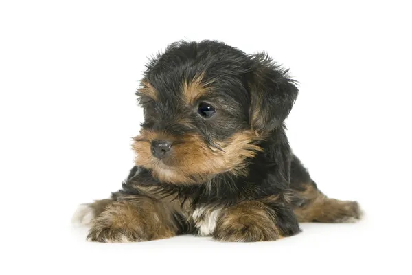 Filhotes de cachorro Yorkshire Terrier (1 mês ) — Fotografia de Stock