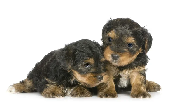 Yorkshire Terrier Puppies (1 month) — Stock Photo, Image