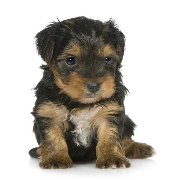 Yorkshire Terrier kiskutyák (1 hónap) — Stock Fotó
