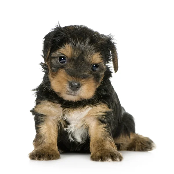 约克夏犬幼犬 (1 个月) — 图库照片