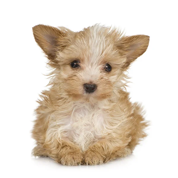 Yorkshire Terrier köpek yavrusu (2 ay) — Stok fotoğraf
