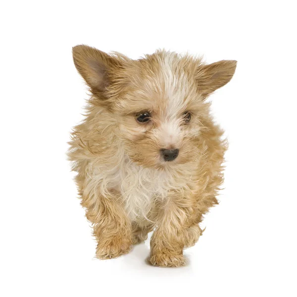 Szczenię Yorkshire Terrier (2 miesiące) — Zdjęcie stockowe