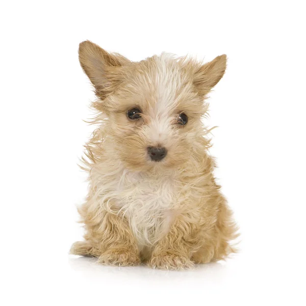 Szczenię Yorkshire Terrier (2 miesiące) — Zdjęcie stockowe