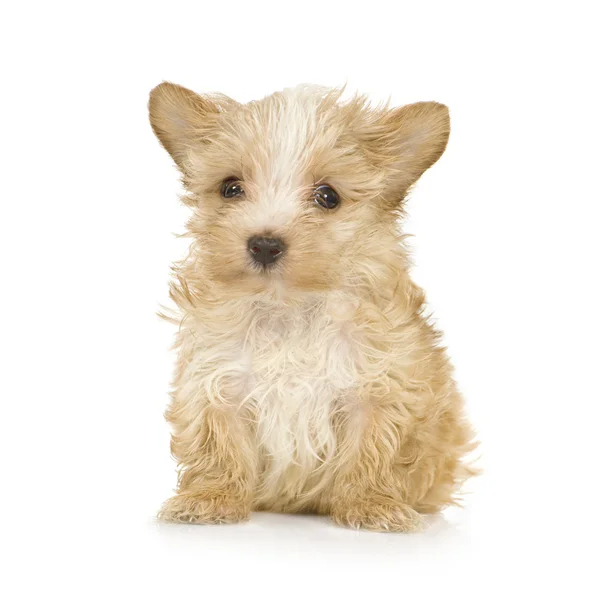 Jorkšírský teriér štěně (2 měsíce) — Stock fotografie