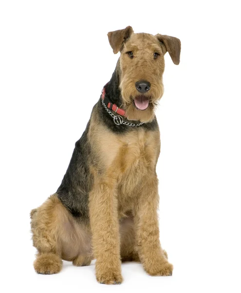 Airedale Terrier (1 rok) — Zdjęcie stockowe