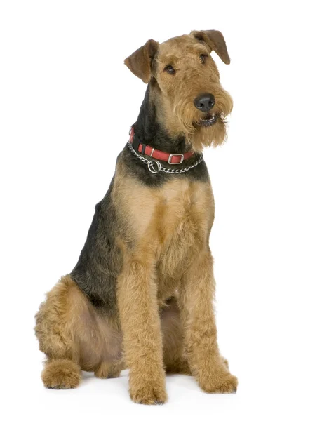 Airedale Terrier (1 Jahr)) — Stockfoto