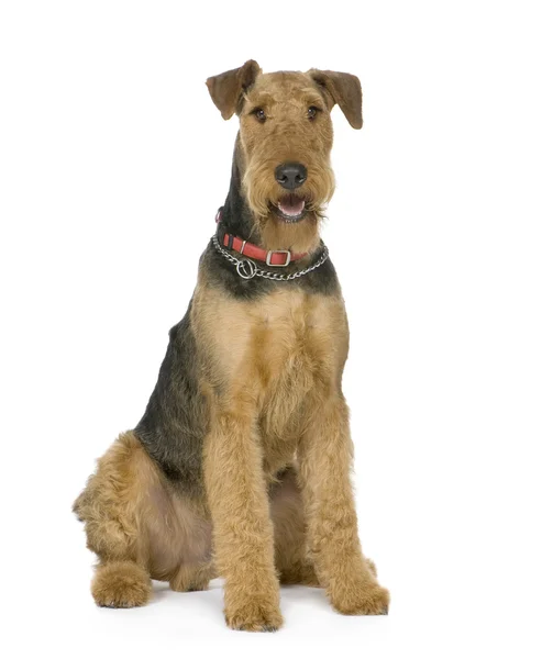 Airedale Terrier (1 year) — Stock Photo, Image