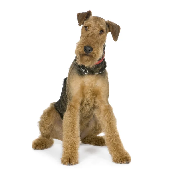 Airedale Terrier (1 year) — Stock Photo, Image