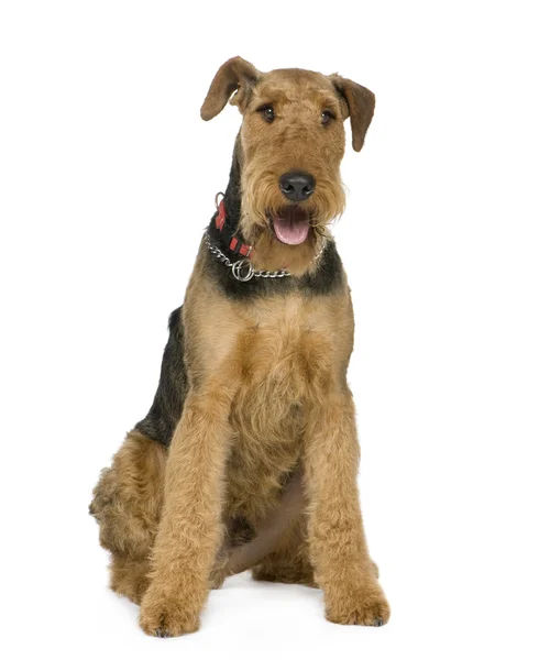 Airedale Terrier (1 rok) — Zdjęcie stockowe