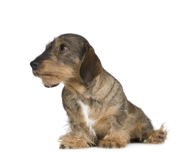 Είδος γερμανικού κυνηγετικού σκύλου (2 χρόνια) — Φωτογραφία Αρχείου