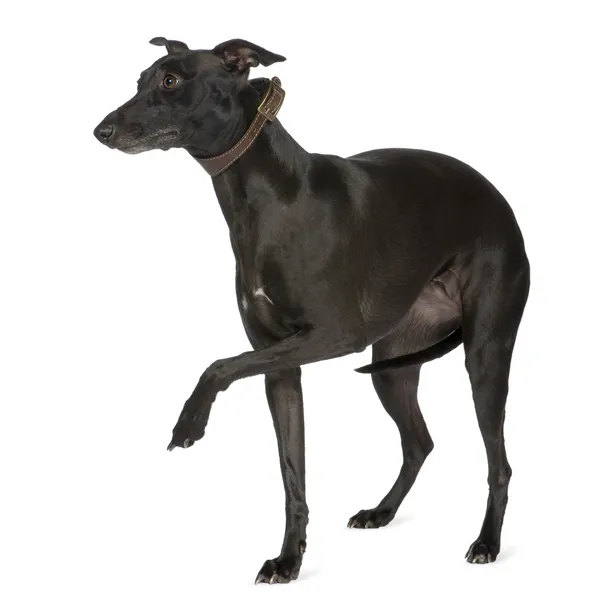 Whippet (2 years) — Stock Photo, Image