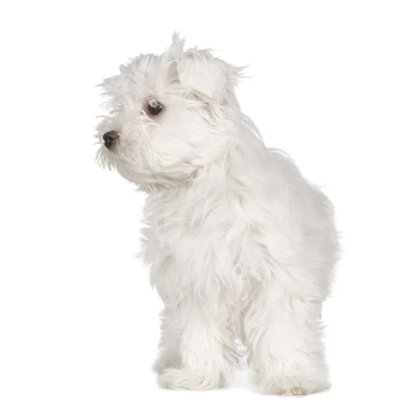 Maltese dog (3 months) — Stock Photo, Image