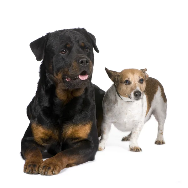 Rottweiler (3 év) és egy jack russel — Stock Fotó